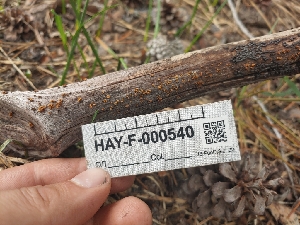  ( - HAY-F-000540)  @11 [ ] by-nc (2023) Warren Cardimona Fungal Diversity Survey