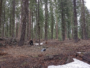  ( - HAY-F-004934)  @11 [ ] by-nc (2023) Warren Cardimona Fungal Diversity Survey