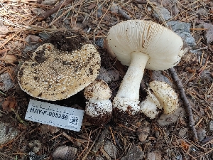  ( - HAY-F-005256)  @11 [ ] by-nc (2023) Warren Cardimona Fungal Diversity Survey