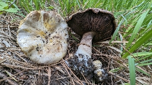  (Agaricaceae - HAY-F-001427)  @11 [ ] c (2023) Michelle C. Torres-Grant Fungal Diversity Survey