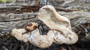  ( - HAY-F-001413)  @11 [ ] c (2023) Michelle C. Torres-Grant Fungal Diversity Survey