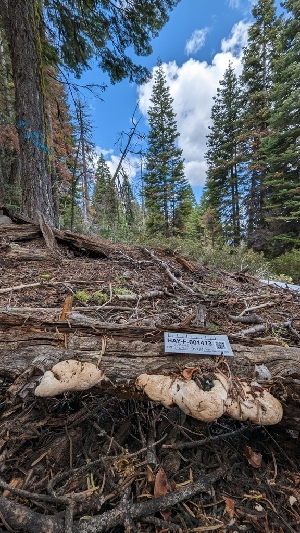  ( - HAY-F-001413)  @11 [ ] c (2023) Michelle C. Torres-Grant Fungal Diversity Survey