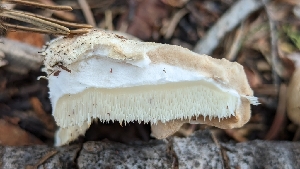 ( - HAY-F-001413)  @11 [ ] c (2023) Michelle C. Torres-Grant Fungal Diversity Survey