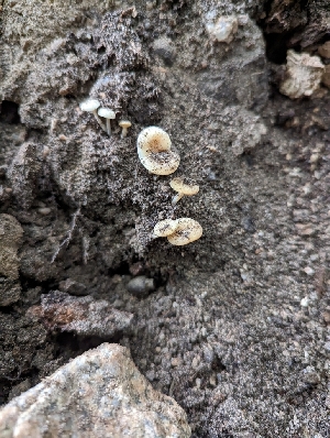  ( - HAY-F-004541)  @11 [ ] by-nc (2023) Stu Pickell Fungal Diversity Survey