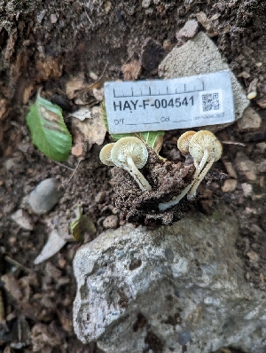  ( - HAY-F-004541)  @11 [ ] by-nc (2023) Stu Pickell Fungal Diversity Survey