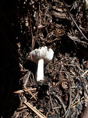  ( - HAY-F-003652)  @11 [ ] by-nc (2023) Sadie Hickey Fungal Diversity Survey