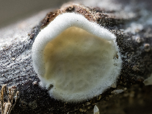  ( - HAY-F-004525)  @11 [ ] by-nc (2023) Stu Pickell Fungal Diversity Survey