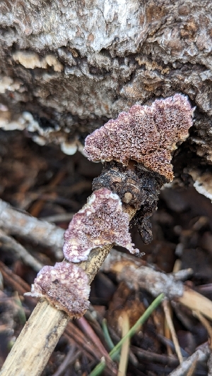  ( - HAY-F-001415)  @11 [ ] c (2023) Michelle C. Torres-Grant Fungal Diversity Survey