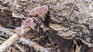  ( - HAY-F-001415)  @11 [ ] c (2023) Michelle C. Torres-Grant Fungal Diversity Survey