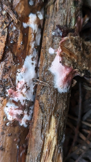  ( - HAY-F-001433)  @11 [ ] c (2023) Michelle C. Torres-Grant Fungal Diversity Survey