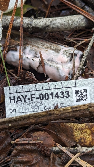  ( - HAY-F-001433)  @11 [ ] c (2023) Michelle C. Torres-Grant Fungal Diversity Survey