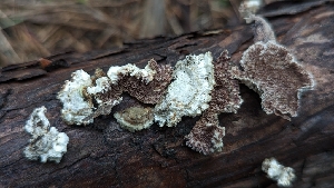  ( - HAY-F-001434)  @11 [ ] c (2023) Michelle C. Torres-Grant Fungal Diversity Survey
