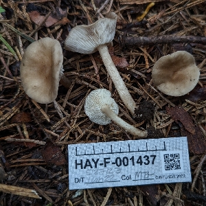  ( - HAY-F-001437)  @11 [ ] c (2023) Michelle C. Torres-Grant Fungal Diversity Survey