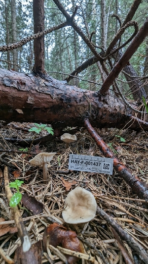  ( - HAY-F-001437)  @11 [ ] c (2023) Michelle C. Torres-Grant Fungal Diversity Survey