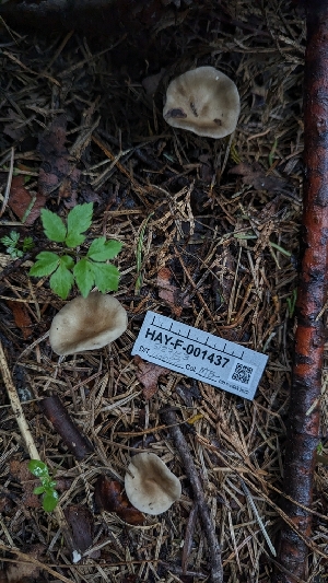  ( - HAY-F-001437)  @11 [ ] c (2023) Michelle C. Torres-Grant Fungal Diversity Survey