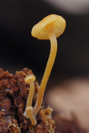 ( - HAY-F-004928)  @11 [ ] by-nc (2023) Warren Cardimona Fungal Diversity Survey