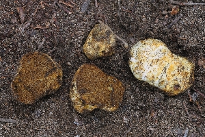  (Xerocomellus sp. CA02 - HAY-F-000531)  @11 [ ] by-nc (2023) Warren Cardimona Fungal Diversity Survey