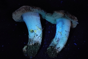  ( - HAY-F-004935)  @11 [ ] by-nc (2023) Warren Cardimona Fungal Diversity Survey
