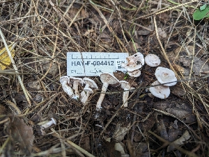  ( - HAY-F-004412)  @11 [ ] by-nc (2023) Stu Pickell Fungal Diversity Survey