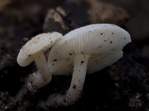  ( - HAY-F-004541)  @11 [ ] by-nc (2023) Stu Pickell Fungal Diversity Survey