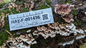  ( - HAY-F-001436)  @11 [ ] c (2023) Michelle C. Torres-Grant Fungal Diversity Survey