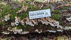  ( - HAY-F-001436)  @11 [ ] c (2023) Michelle C. Torres-Grant Fungal Diversity Survey