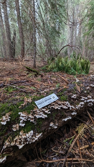  ( - HAY-F-001436)  @11 [ ] c (2023) Michelle C. Torres-Grant Fungal Diversity Survey