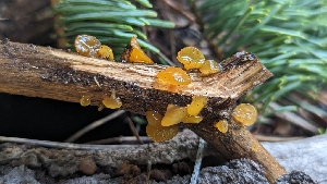  ( - HAY-F-001441)  @11 [ ] c (2023) Michelle C. Torres-Grant Fungal Diversity Survey