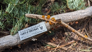  ( - HAY-F-001441)  @11 [ ] c (2023) Michelle C. Torres-Grant Fungal Diversity Survey