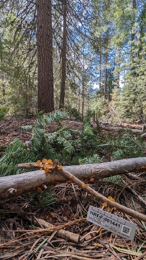  ( - HAY-F-001441)  @11 [ ] c (2023) Michelle C. Torres-Grant Fungal Diversity Survey