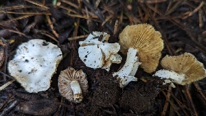  (Inocybe insinuata - HAY-F-001439)  @11 [ ] c (2023) Michelle C. Torres-Grant Fungal Diversity Survey