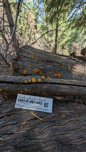 ( - HAY-F-001442)  @11 [ ] c (2023) Michelle C. Torres-Grant Fungal Diversity Survey