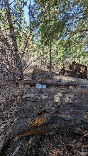  ( - HAY-F-001442)  @11 [ ] c (2023) Michelle C. Torres-Grant Fungal Diversity Survey