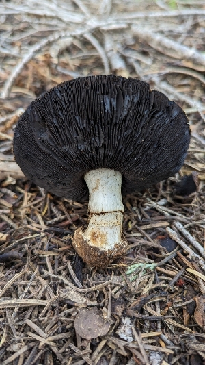  ( - HAY-F-001443)  @11 [ ] c (2023) Michelle C. Torres-Grant Fungal Diversity Survey