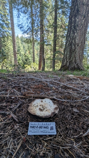  ( - HAY-F-001443)  @11 [ ] c (2023) Michelle C. Torres-Grant Fungal Diversity Survey