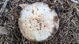  ( - HAY-F-001443)  @11 [ ] c (2023) Michelle C. Torres-Grant Fungal Diversity Survey