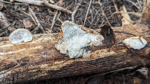  ( - HAY-F-001446)  @11 [ ] c (2023) Michelle C. Torres-Grant Fungal Diversity Survey