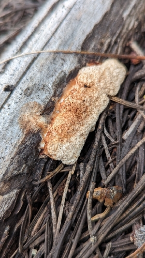  ( - HAY-F-001446)  @11 [ ] c (2023) Michelle C. Torres-Grant Fungal Diversity Survey