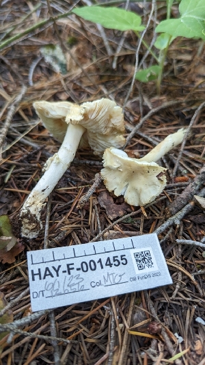  ( - HAY-F-001455)  @11 [ ] c (2023) Michelle C. Torres-Grant Fungal Diversity Survey