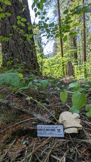  ( - HAY-F-001455)  @11 [ ] c (2023) Michelle C. Torres-Grant Fungal Diversity Survey
