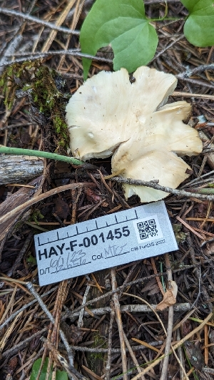  ( - HAY-F-001455)  @11 [ ] c (2023) Michelle C. Torres-Grant Fungal Diversity Survey