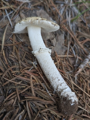  ( - HAY-F-001456)  @11 [ ] c (2023) Michelle C. Torres-Grant Fungal Diversity Survey