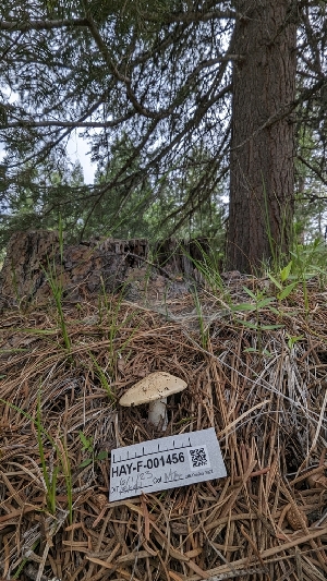  ( - HAY-F-001456)  @11 [ ] c (2023) Michelle C. Torres-Grant Fungal Diversity Survey