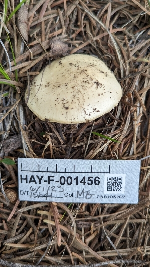 ( - HAY-F-001456)  @11 [ ] c (2023) Michelle C. Torres-Grant Fungal Diversity Survey