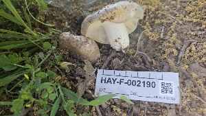  ( - HAY-F-002190)  @11 [ ] by-nc (2023) Thea Chesney Fungal Diversity Survey