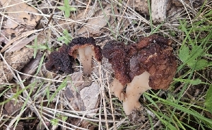  ( - HAY-F-002201)  @11 [ ] by-nc (2023) Thea Chesney Fungal Diversity Survey