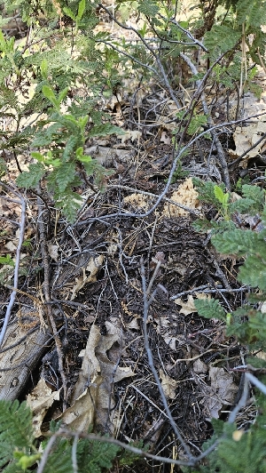  ( - HAY-F-002203)  @11 [ ] by-nc (2023) Thea Chesney Fungal Diversity Survey