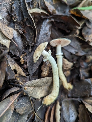  ( - HAY-F-004421)  @11 [ ] by-nc (2023) Stu Pickell Fungal Diversity Survey