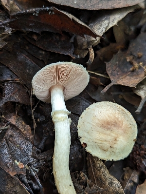  ( - HAY-F-004421)  @11 [ ] by-nc (2023) Stu Pickell Fungal Diversity Survey