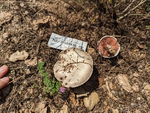  (Agaricus braendlei - HAY-F-004416)  @11 [ ] by-nc (2023) Stu Pickell Fungal Diversity Survey